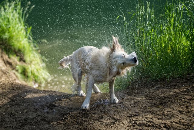 Rona Shaking Off