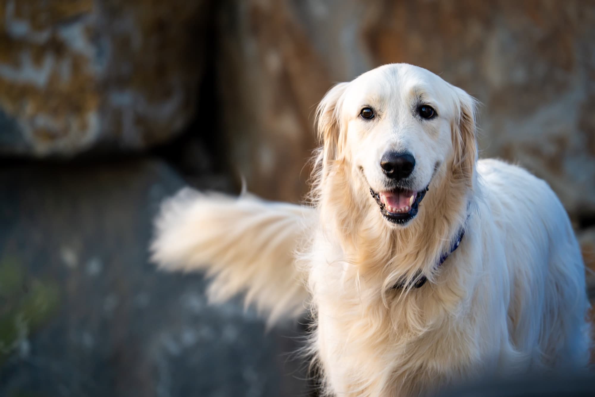Natural-light portrait of a golden retriever against warm stone